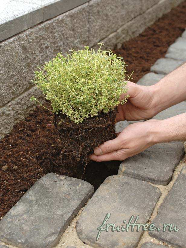 Посадка растений для садовой дорожки своими руками