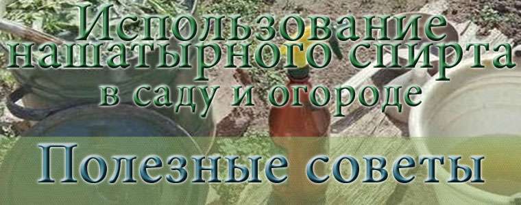 Использование нашатырного спирта на даче Использование нашатырного спирта на даче