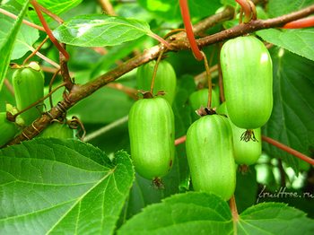 Актинидия коломикта