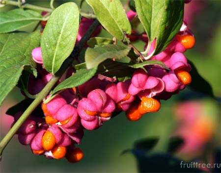 Бересклет фото