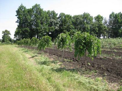 Шелковица полезные свойства выращивание