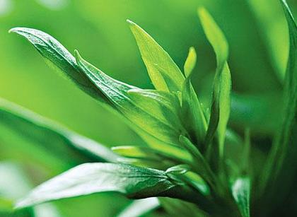 тархун эстрагон