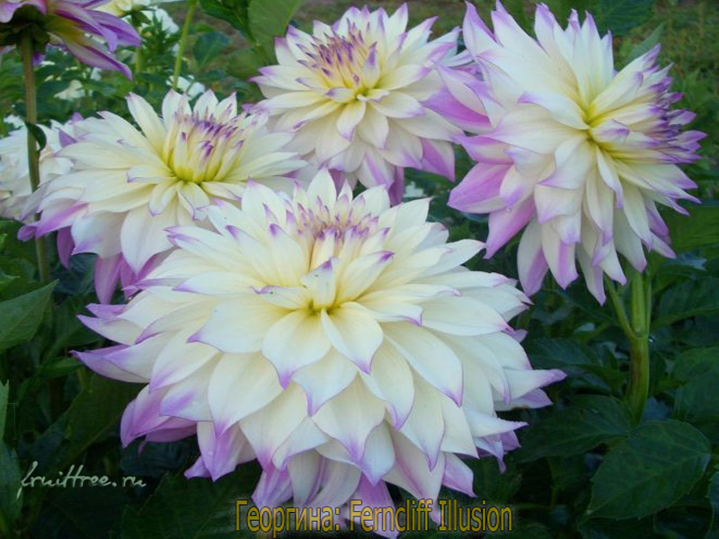 Фото георгин — Ferncliff Illusion