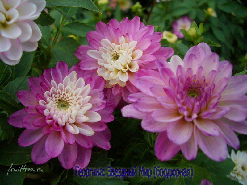 Фото георгин — Звездный Мир