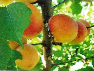 Абрикос на Вологодчине