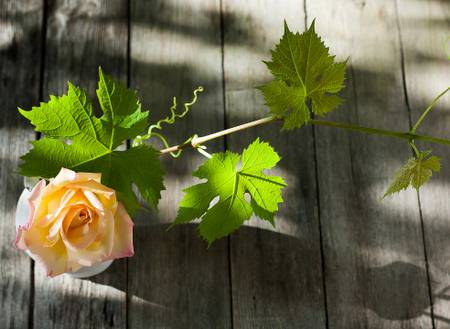 Добрые соседи винограда Добрые соседи винограда