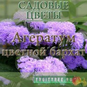 Выращивание агератума из семян