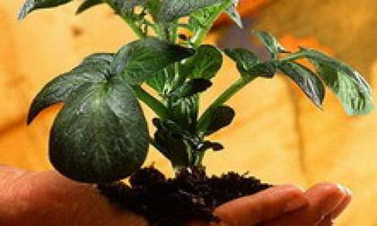 Ранний картофель в условиях Крайнего Севера