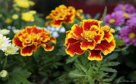 Бархатцы на даче