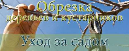 Обрезка деревьев и кустарников