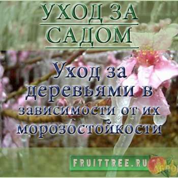 Уход за деревьями в зависимости от их морозостойкости