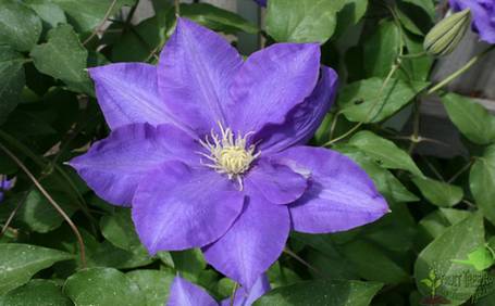 Клематисы посадка и уход