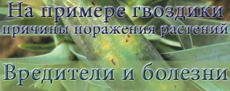 Болезни и вредители гвоздики
