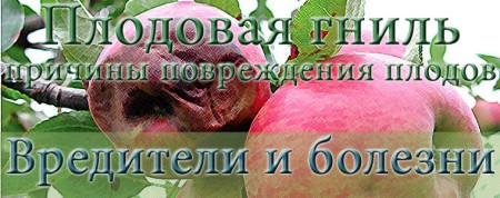 prichiny_plodovoj_gnili