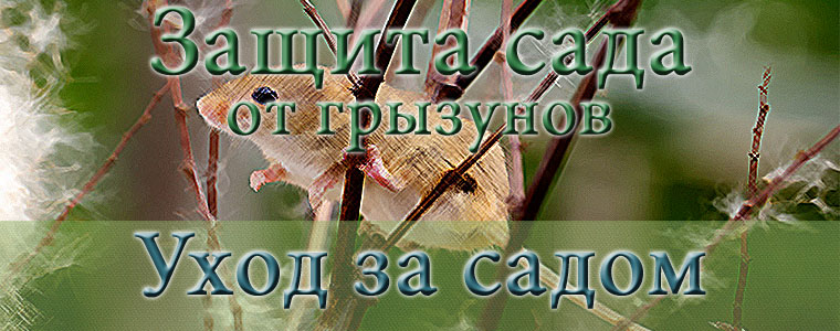 zashhita_ot_gryzunov