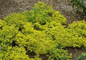 Бурачок извилистый (Alyssum tortuosum)