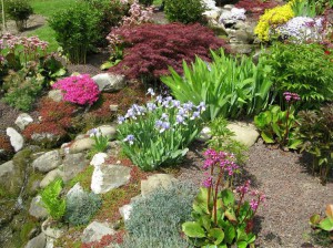 Альпийская горка какие растения