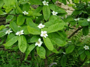 Цветение мушмулы в открытом грунте