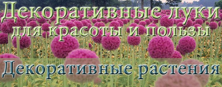 лук декоративный