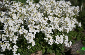 Резуха или арабис (Arabis) 