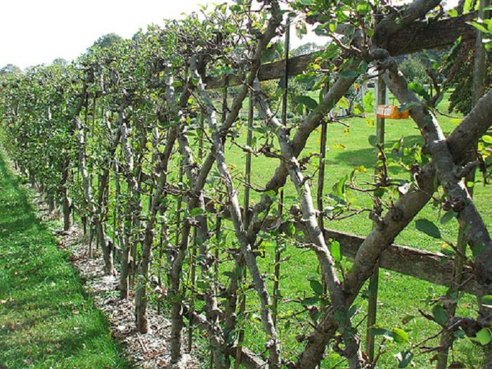 Шпалеры - садовые ограждения