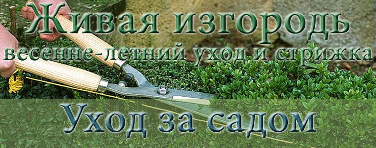 strizhka_zhivoj_izgorodi