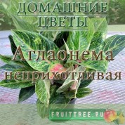 Выращивание аглаонемы