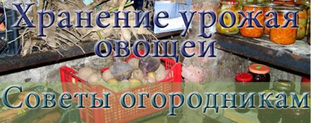 Хранение урожая овощей