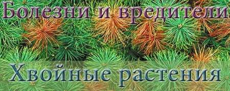Болезни и вредители хвойных растений