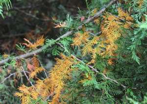 Болезни хвойных растений