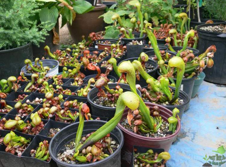 Дарлингтония