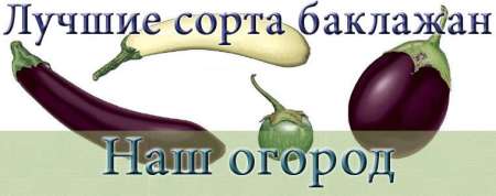 Лучшие сорта баклажан