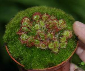 Росянка круглолистная