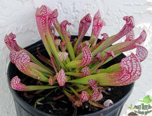 Саррацения