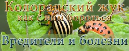 Колорадский жук