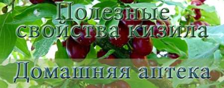 Полезные свойства кизила