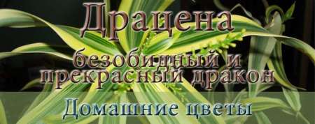 Драцена фото