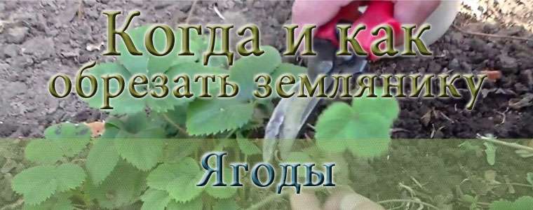 Когда обрезать землянику