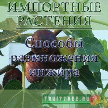 Способы размножения инжира