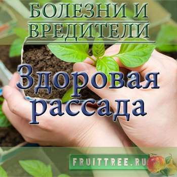 Болезни и вредители рассады