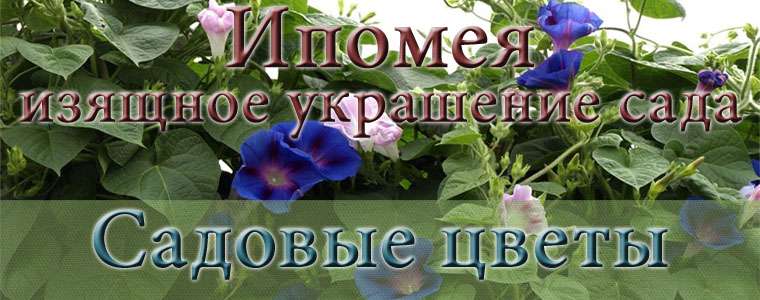 Ипомея Ипомея