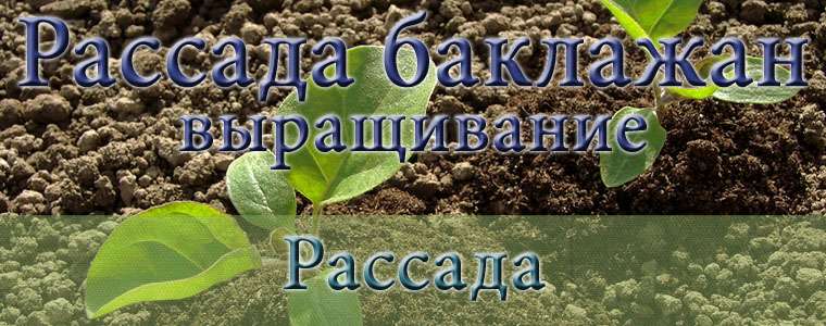 Выращивание рассады баклажан
