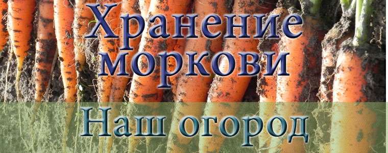 Сохранить урожай моркови