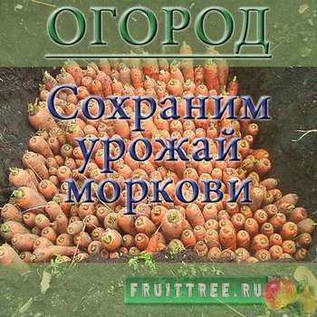 Как сохранить урожай моркови