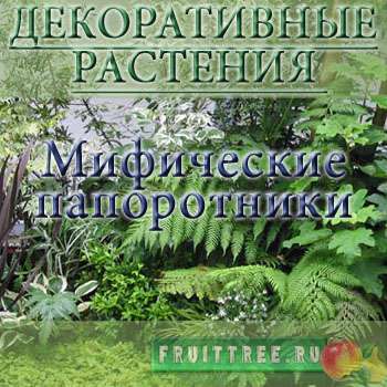 Папоротники