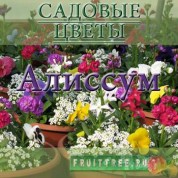 Цветок алиссум многолетний