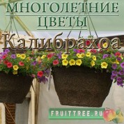 Калибрахоа