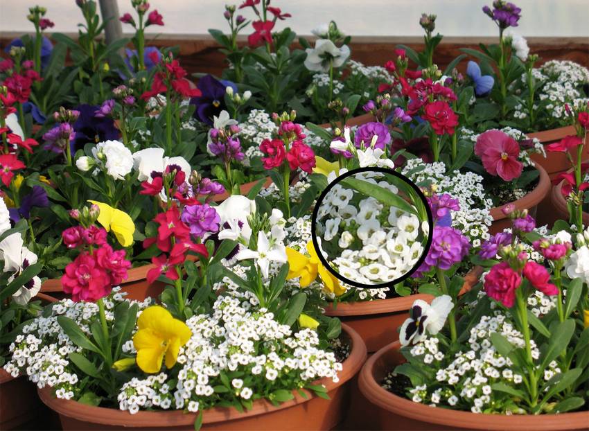 Описание и фото алиисума