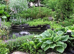 Растения для садового водоема