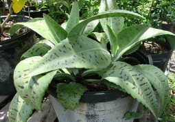 Каланхоэ - домашний доктор